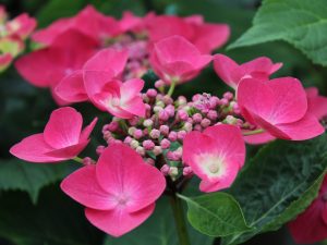 Hydrangea macrophylla 'Geoffrey Chadbund'-0