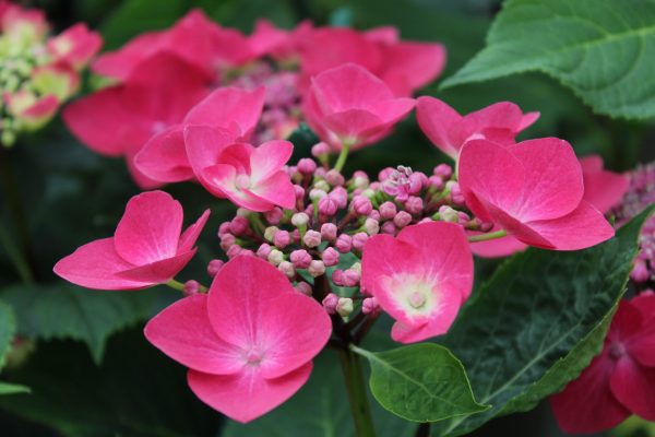 Hydrangea macrophylla 'Geoffrey Chadbund'-0