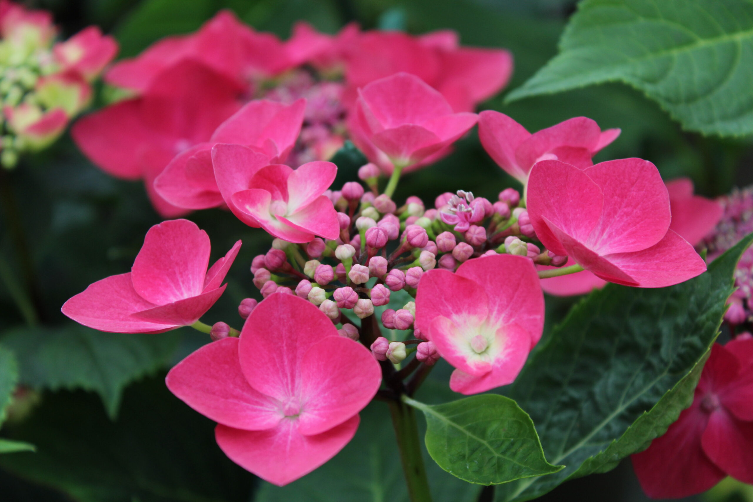 Hydrangea macrophylla 'Geoffrey Chadbund'-0