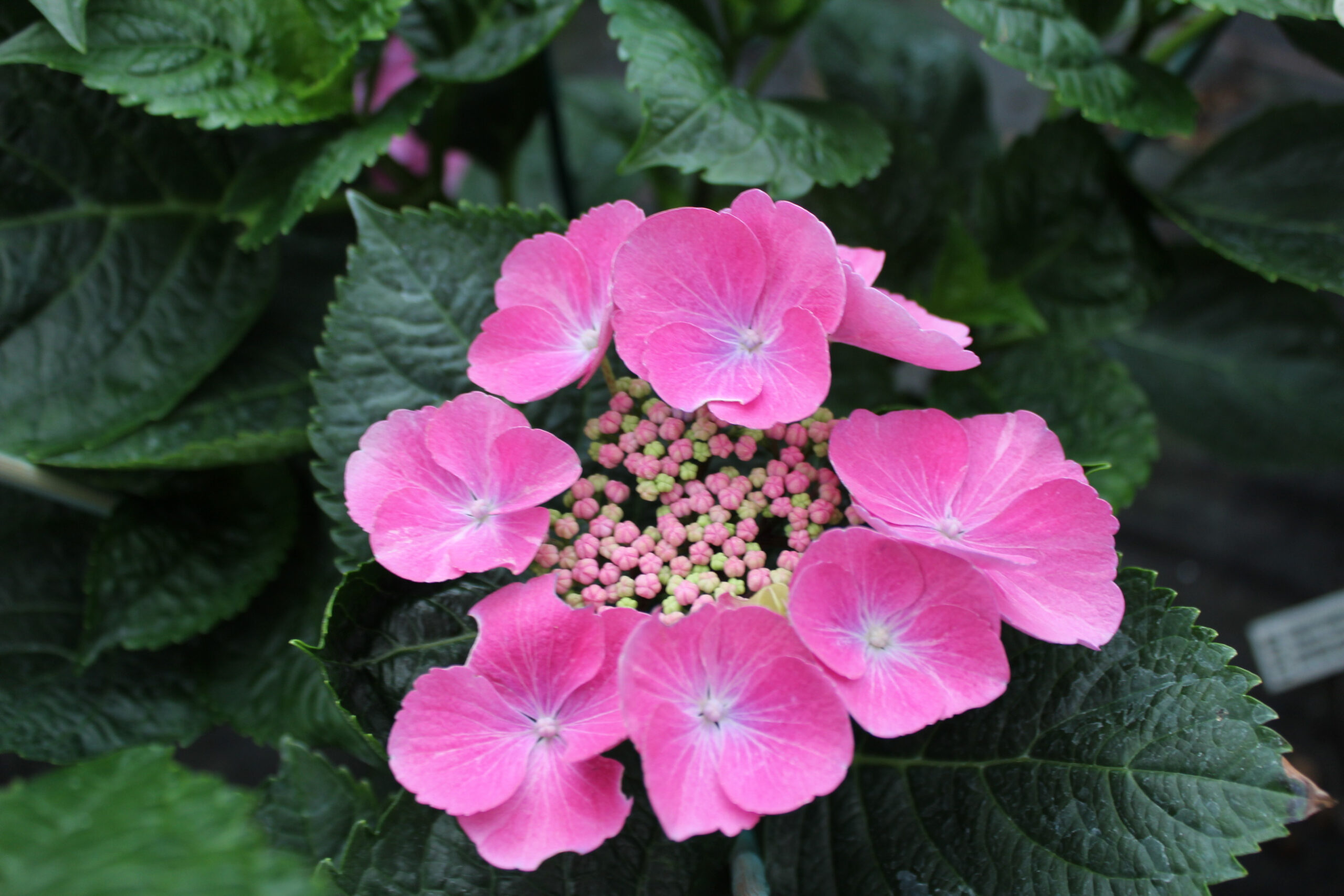 Hydrangea macrophylla 'Gimpel'-22235
