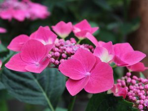 Hydrangea macrophylla 'Kardinal'-0