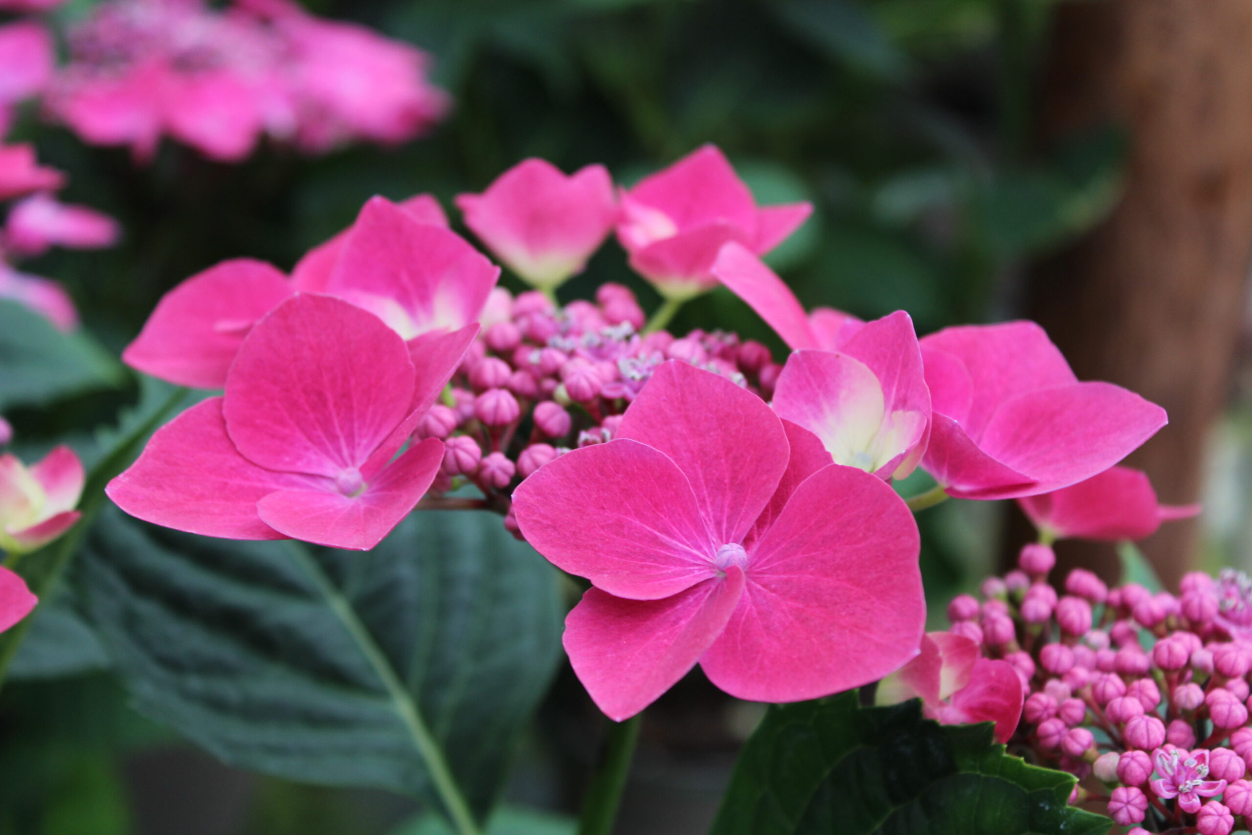 Hydrangea macrophylla 'Kardinal'-0