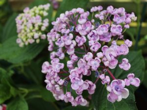 Hydrangea macrophylla 'Ayesha'-0