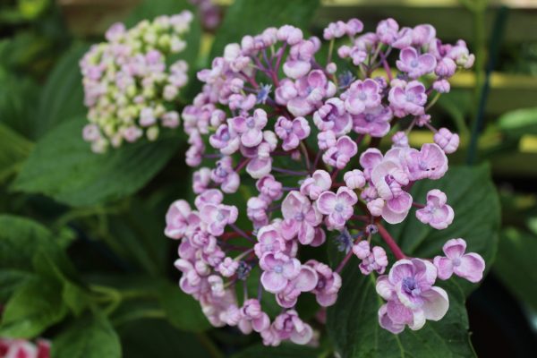 Hydrangea macrophylla 'Ayesha'-0