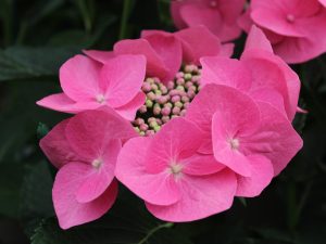 Hydrangea macrophylla 'Fasan' -0