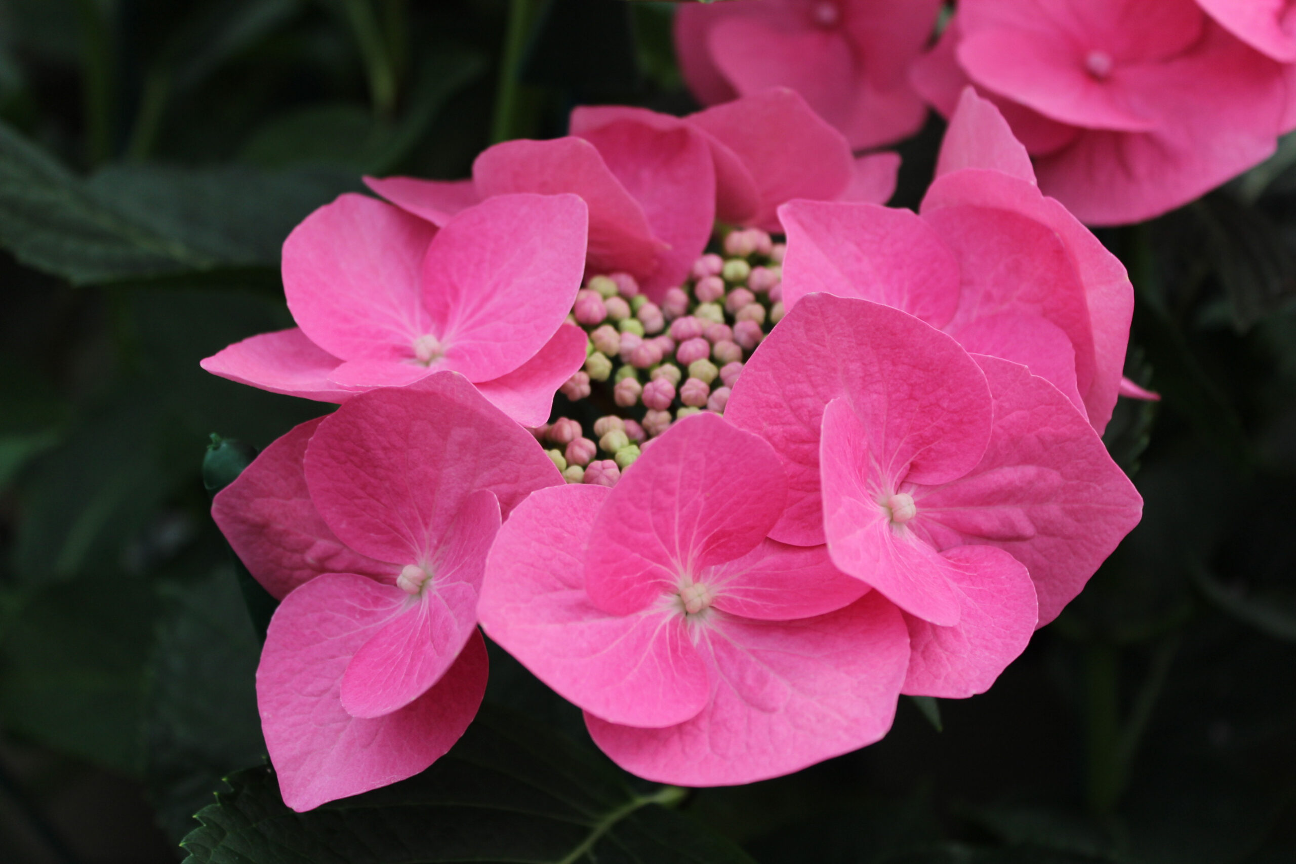 Hydrangea macrophylla 'Fasan' -0
