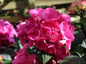 Hydrangea macrophylla 'Oregon Pride'-0