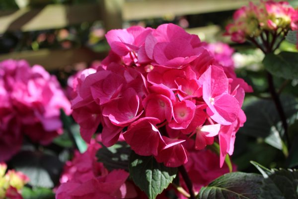 Hydrangea macrophylla 'Oregon Pride'-0
