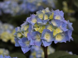 Hydrangea macrophylla 'Bela'-0