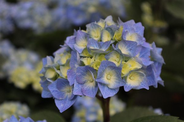 Hydrangea macrophylla 'Bela'-0