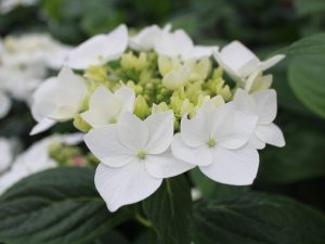Hydrangea macrophylla 'Lanarth White'-0