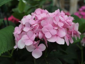 Hydrangea macrophylla 'Mousseline'-0