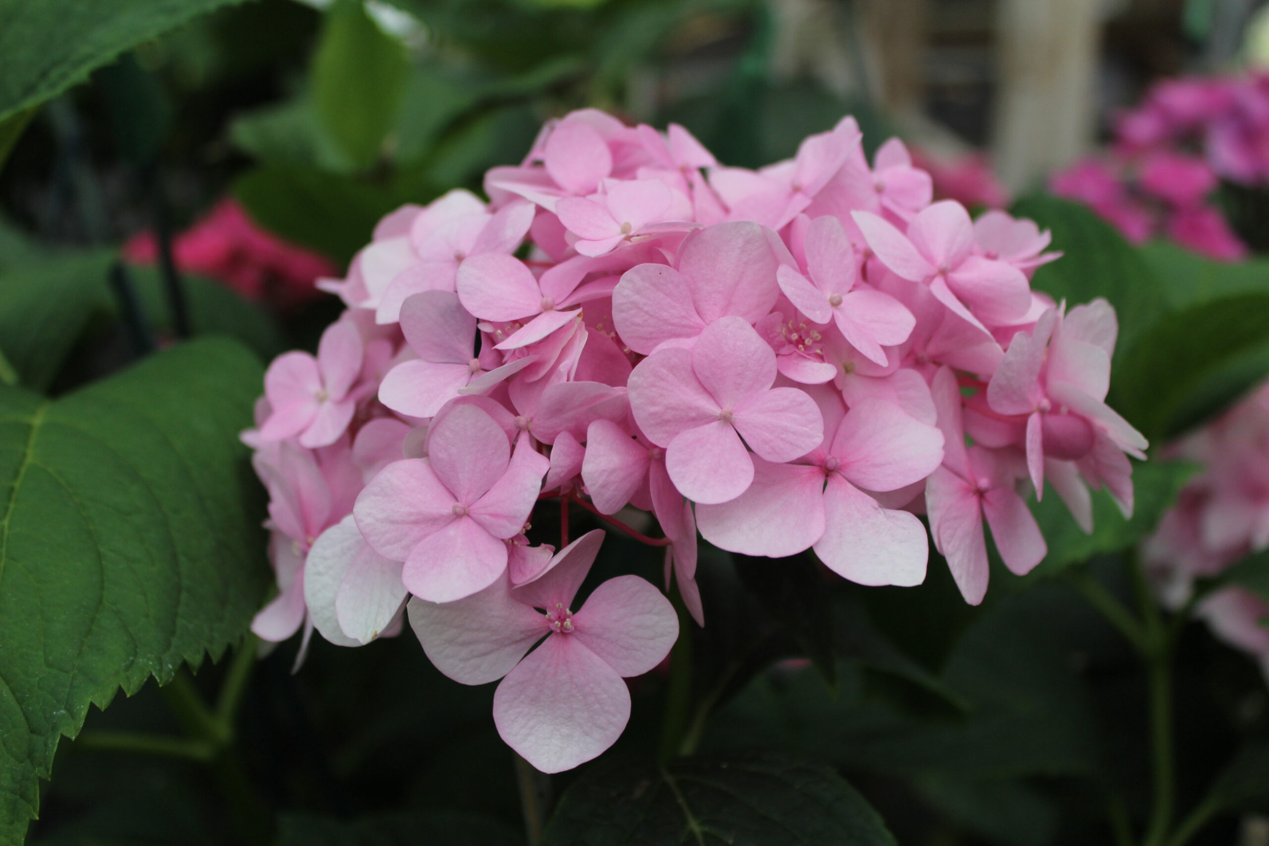 Hydrangea macrophylla 'Mousseline'-0
