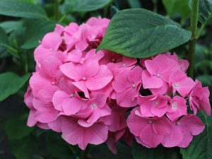 Hydrangea macrophylla 'Rosita'-0
