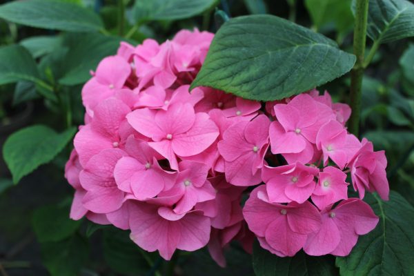 Hydrangea macrophylla 'Rosita'-0