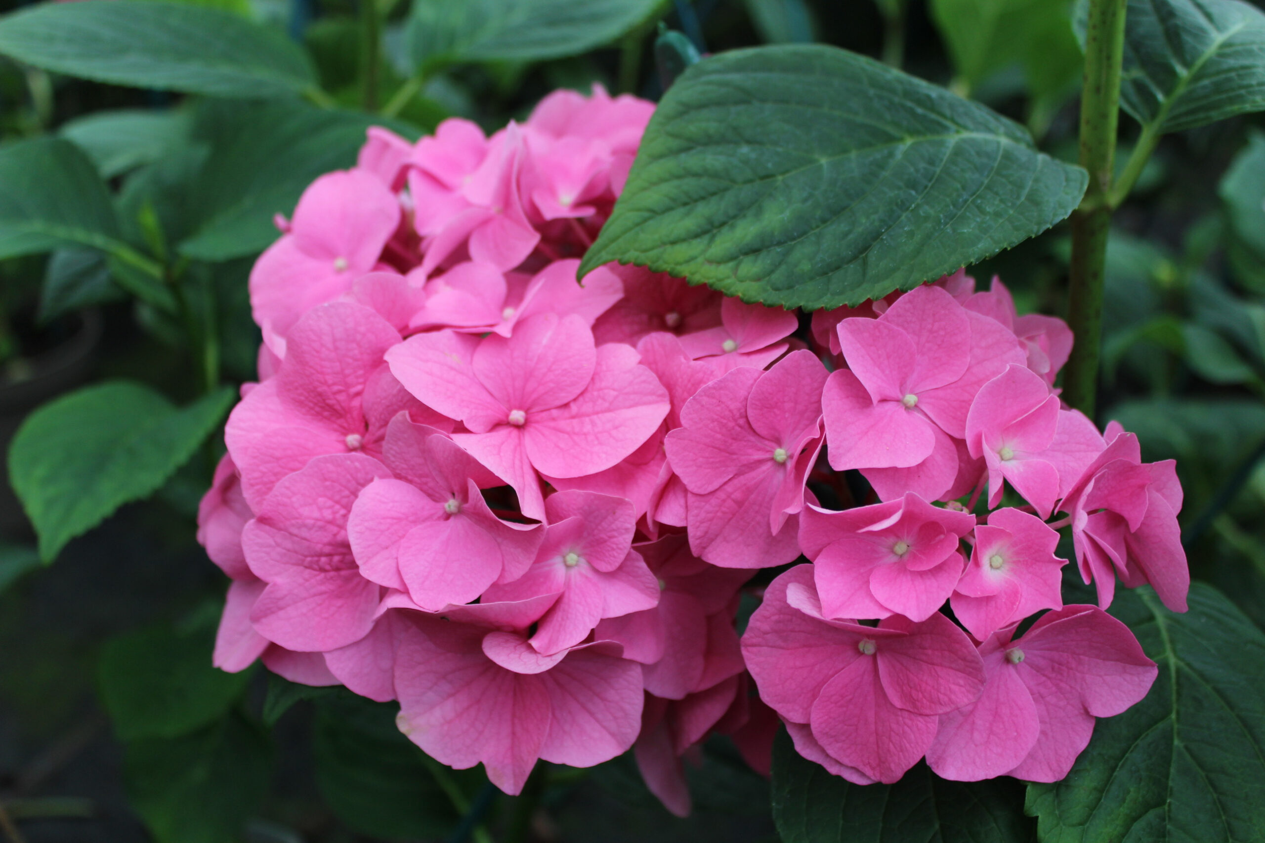 Hydrangea macrophylla 'Rosita'-0