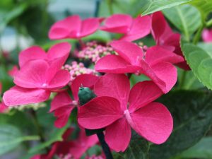 Hydrangea macrophylla 'Rotschwanz'-0