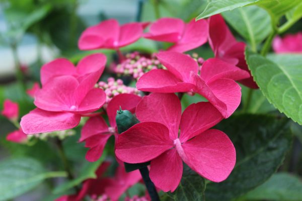 Hydrangea macrophylla 'Rotschwanz'-0