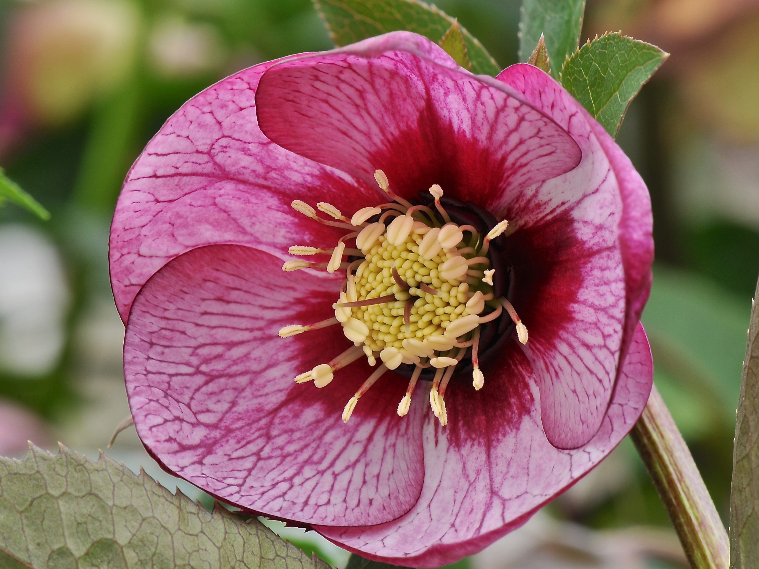 Helleborus x hybridus (Ashwood Garden Hybrids) Single pink picotee shades-26141