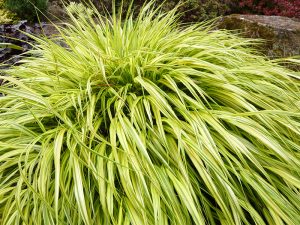 Hakonochloa macra 'Aureola`-0