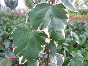 Hedera algeriensis 'Gloire de Marengo'-0