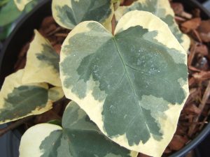 Hedera colchica 'Dentata Variegata' AGM-0