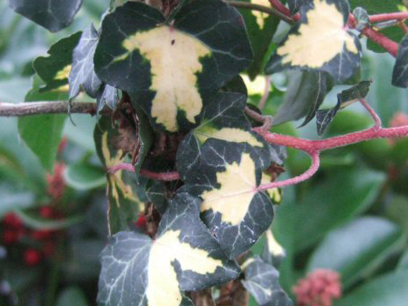 Hedera helix 'Goldchild'-0