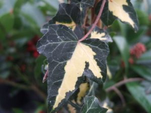 Hedera helix 'Goldheart'-0