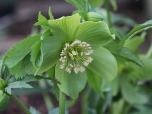 Helleborus abruzzicus-0