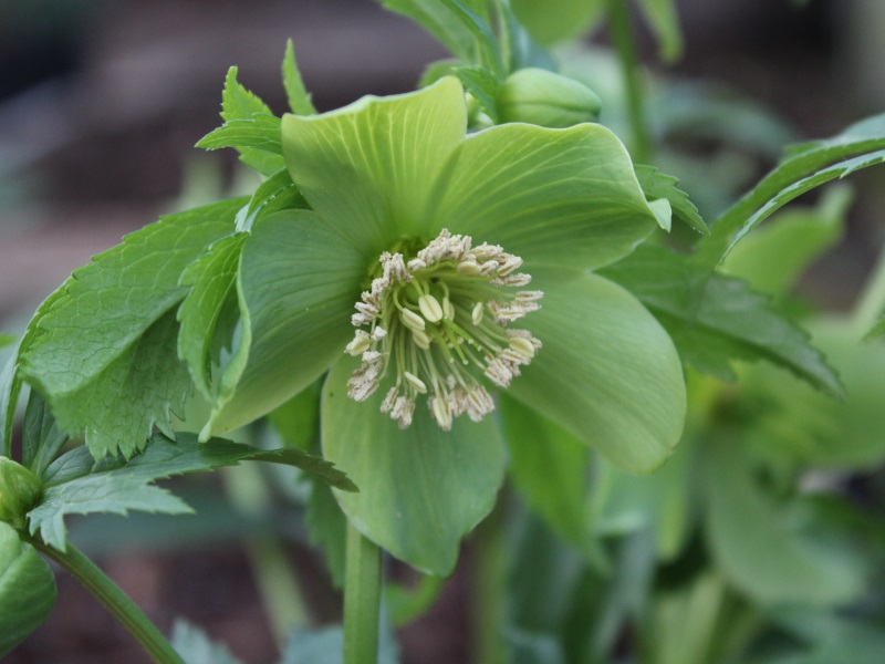 Helleborus abruzzicus-0