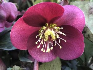 Helleborus (Rodney Davey Marbled Group) 'Anna's Red'-0