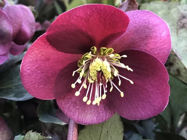 Helleborus (Rodney Davey Marbled Group) 'Anna's Red'-0