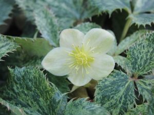 Helleborus argutifolius 'Janet Starnes'-0