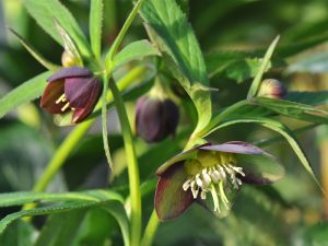 Helleborus atrorubens-0