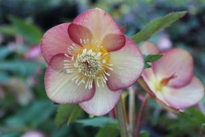 Helleborus x hybridus (Ashwood Evolution Group) Daybreak shades -11251