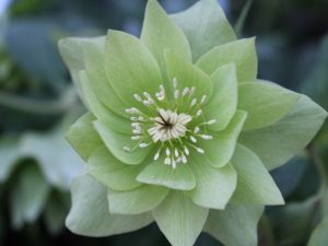 Helleborus x hybridus (Ashwood Garden Hybrids) Double green shades 7.5L Pot-0