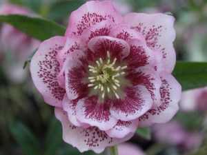 Helleborus x hybridus (Ashwood Garden Hybrids) Double Spotted Pink-0