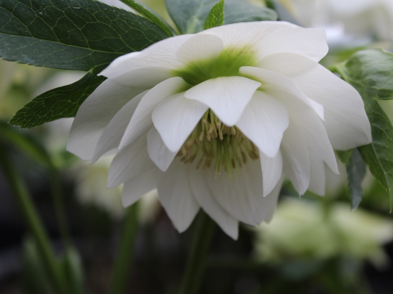 Helleborus x hybridus (Ashwood Garden Hybrids) Double White-11116