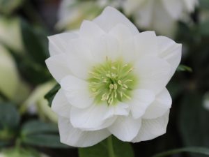 Helleborus x hybridus (Ashwood Garden Hybrids) Double White-0