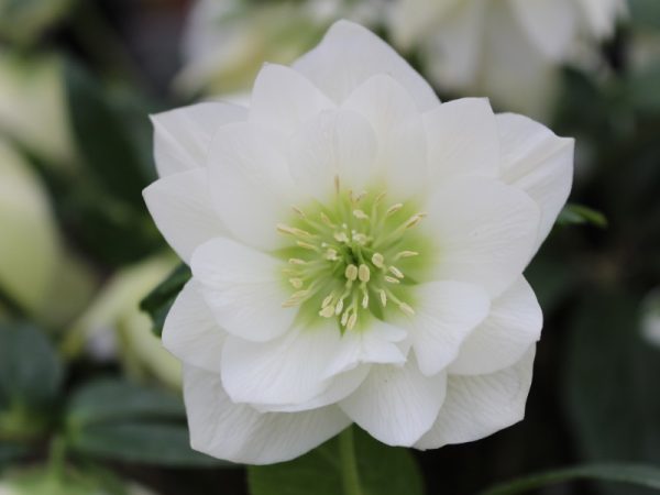 Helleborus x hybridus (Ashwood Garden Hybrids) Double White-0