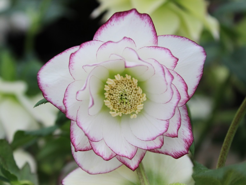 Helleborus x hybridus (Ashwood Garden Hybrids) Double White Picotee-0
