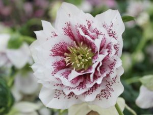 Helleborus x hybridus (Ashwood Garden Hybrids) Double White Spotted-0