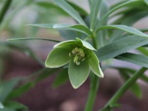Helleborus dumetorum-0