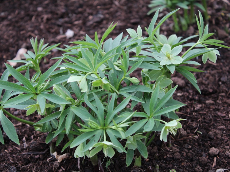 Helleborus dumetorum-11133