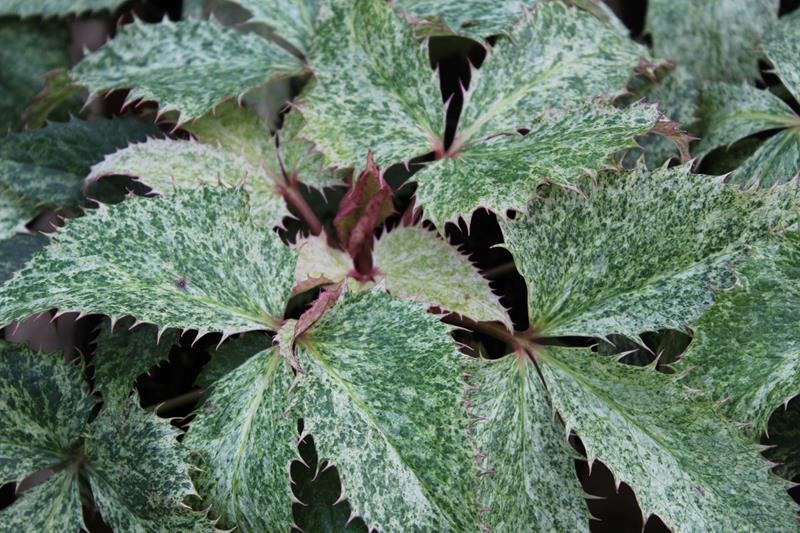 Helleborus argutifolius 'Janet Starnes'-13968
