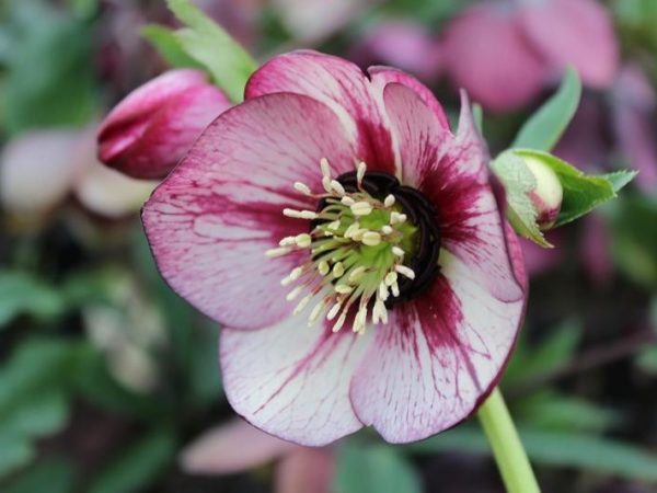Helleborus x hybridus (Ashwood Garden Hybrids) Single pink picotee shades-0