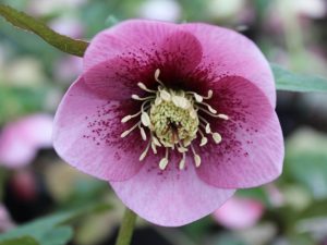 Helleborus x hybridus (Ashwood Garden Hybrids) Single pink shades dark nectaries, red flush/spotted-0