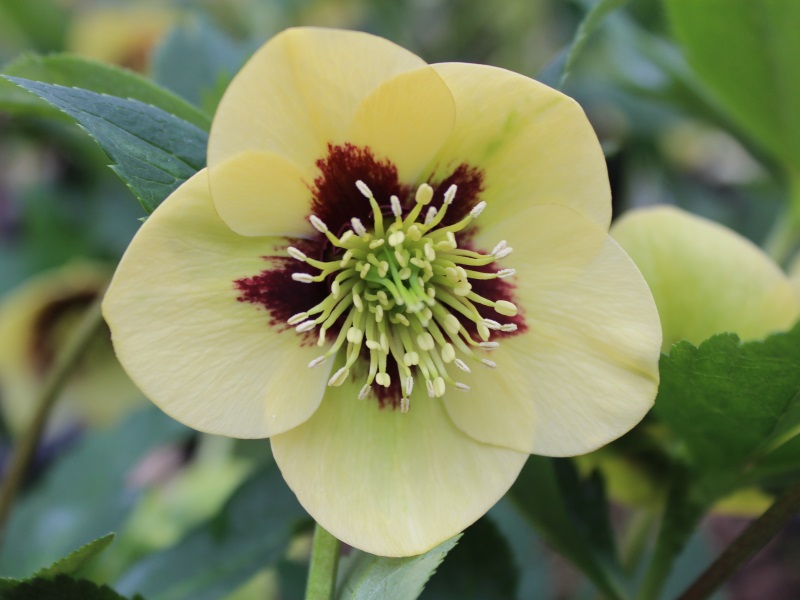 Helleborus x hybridus (Ashwood Garden Hybrids) Single primrose shades red flush & dark nectaries-0
