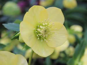 Helleborus x hybridus (Ashwood Garden Hybrids) Single primrose shades-0