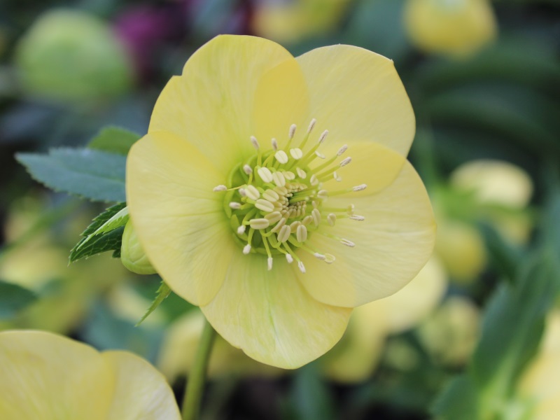 Helleborus x hybridus (Ashwood Garden Hybrids) Single primrose shades-0